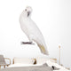 Sulphur-crested Cockatoo Wall Decal