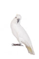 Sulphur-crested Cockatoo Wall Decal