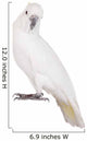 Sulphur-crested Cockatoo Wall Decal