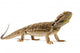 Bearded Dragon Wall Decal