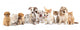 Group of Puppies Ñ„Ñ‚Ð² kitten of different breeds, cat and dog Wall Decal