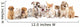 Group of Puppies Ñ„Ñ‚Ð² kitten of different breeds, cat and dog Wall Decal