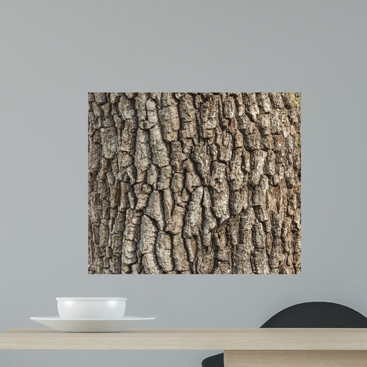 Detail Oak Tree Bark
