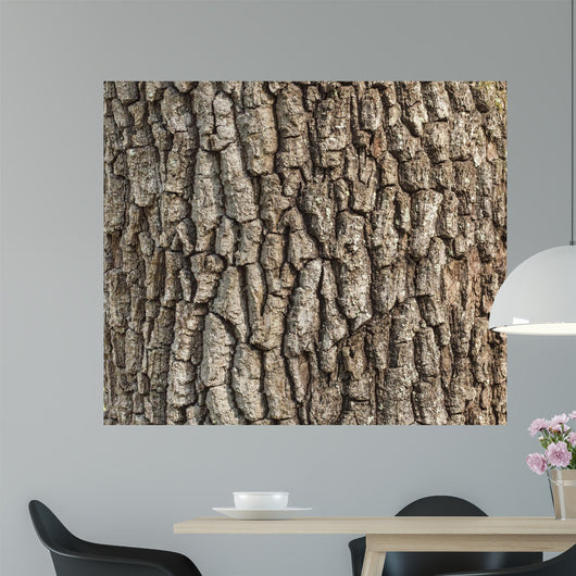 Detail Oak Tree Bark