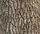 Detail Oak Tree Bark