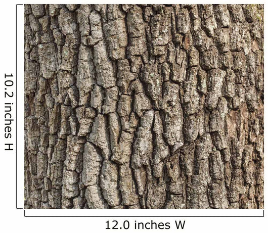 Detail Oak Tree Bark