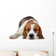 Sleeping beagle dog Wall Decal