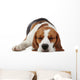 Sleeping beagle dog Wall Decal