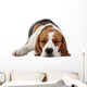 Sleeping beagle dog Wall Decal