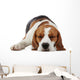 Sleeping beagle dog Wall Decal