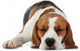 Sleeping beagle dog Wall Decal