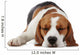 Sleeping beagle dog Wall Decal