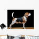 Beagle Dog Black