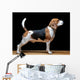 Beagle Dog Black
