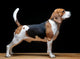 Beagle Dog Black