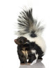Striped Skunk Wall Decal