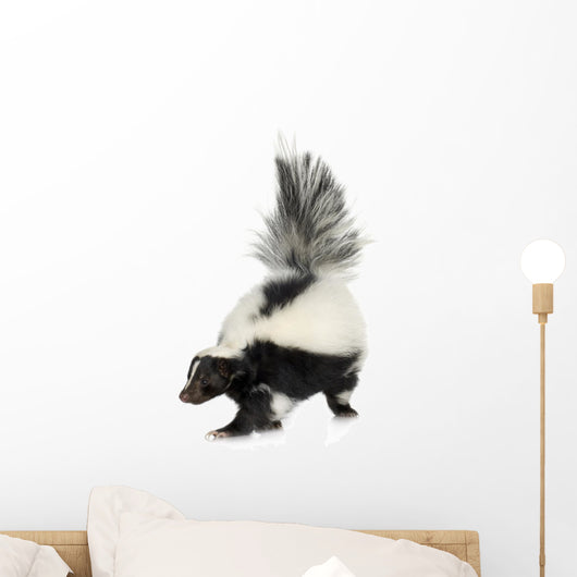Striped Skunk - Mephitis mephitis Wall Decal