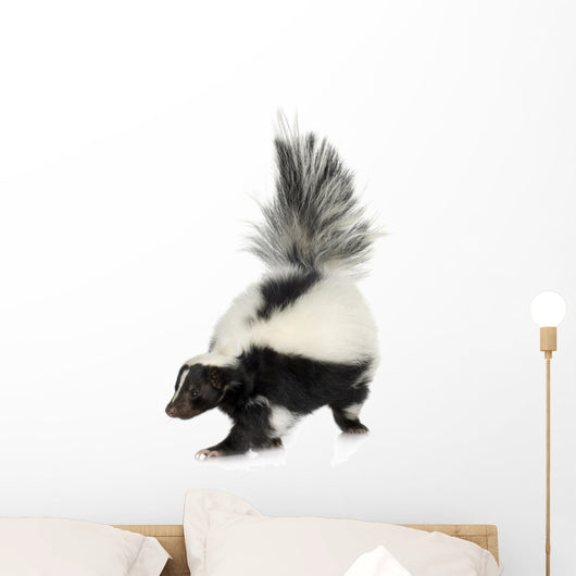 Striped Skunk - Mephitis mephitis Wall Decal