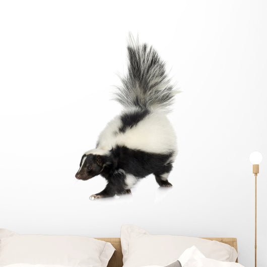 Striped Skunk - Mephitis mephitis Wall Decal