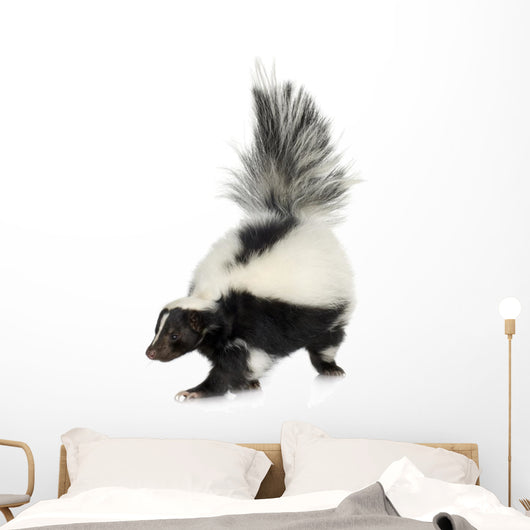 Striped Skunk - Mephitis mephitis Wall Decal