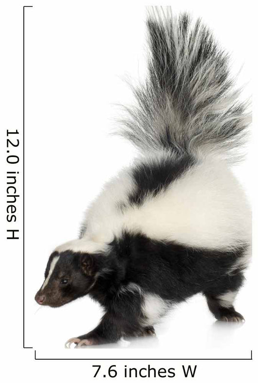 Striped Skunk - Mephitis mephitis Wall Decal