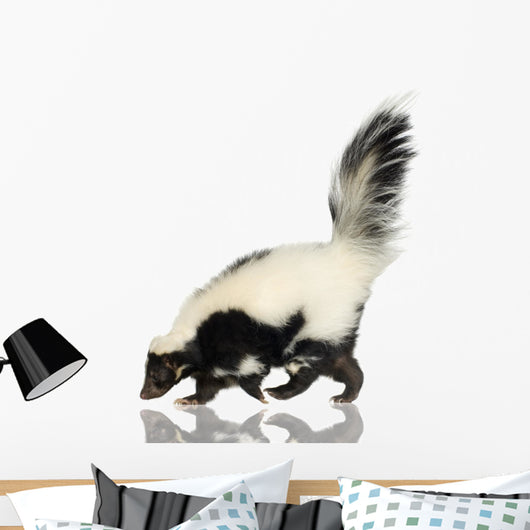 Striped Skunk - Mephitis mephitis Wall Decal