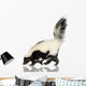 Striped Skunk - Mephitis mephitis Wall Decal
