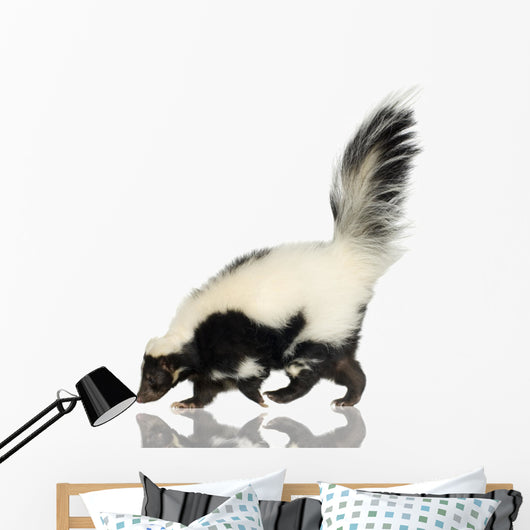 Striped Skunk - Mephitis mephitis Wall Decal