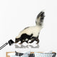 Striped Skunk - Mephitis mephitis Wall Decal