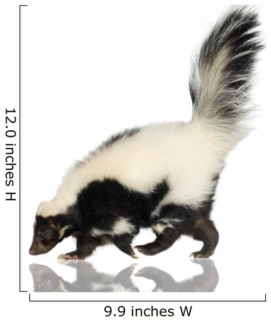Striped Skunk - Mephitis mephitis Wall Decal