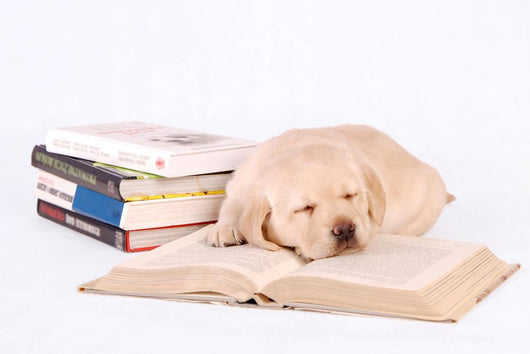 Sleeping Labrador Puppy with Wall Decal
