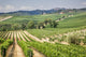 Vineyard Area Production