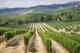 Vineyard Area Production