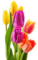 Bouquet of tulips on white background. Tulipa Wall Decal