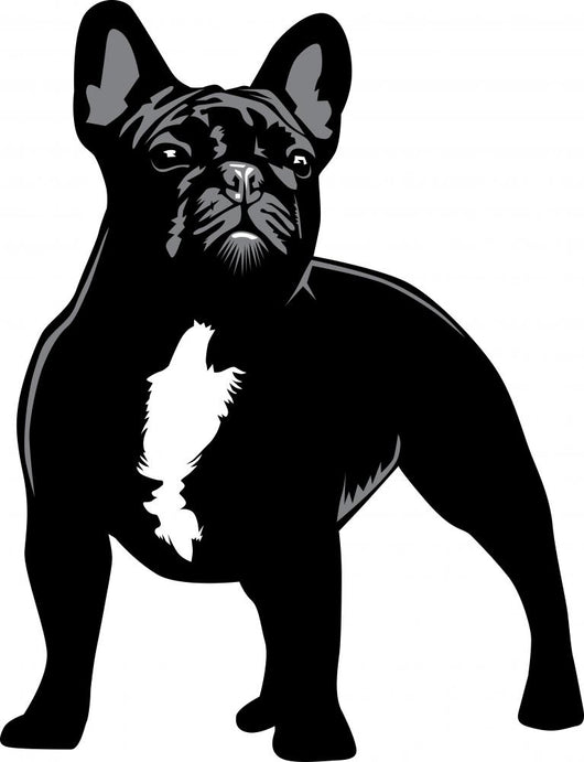 French Bulldog alert Wall Decal