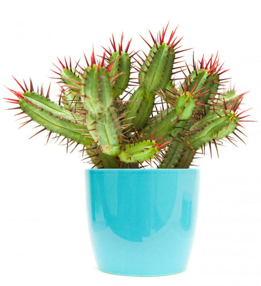 cactus Wall Decal