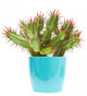 cactus Wall Decal