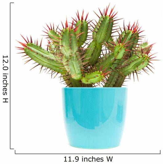 cactus Wall Decal