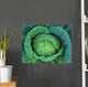 Cabbage Grows