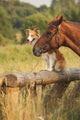 Red Border Collie Dog
