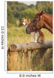 Red Border Collie Dog