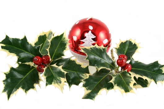 Holly Wall Decal