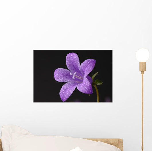 Close-up of violet with dew Wall Mural