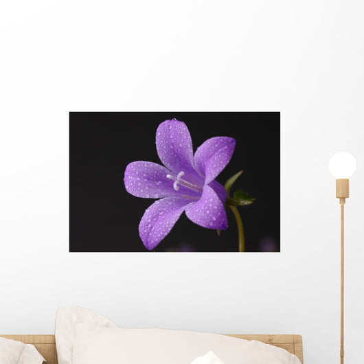 Close-up of violet with dew Wall Mural