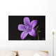 Close-up of violet with dew Wall Mural