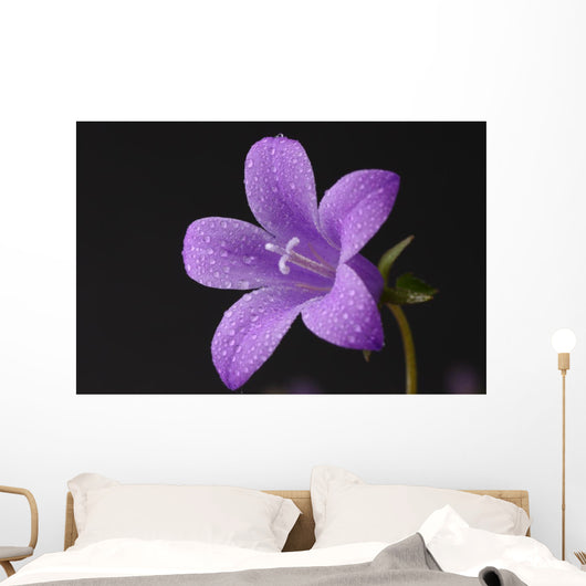 Close-up of violet with dew Wall Mural