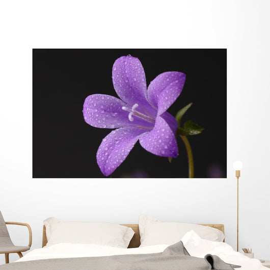 Close-up of violet with dew Wall Mural