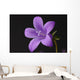Close-up of violet with dew Wall Mural