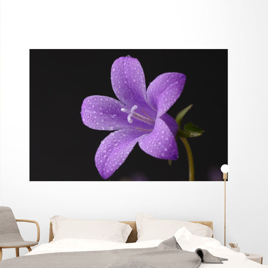 Close-up of violet with dew Wall Mural