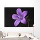 Close-up of violet with dew Wall Mural